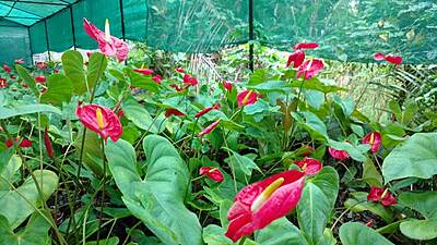 Anthurium Tropical Red