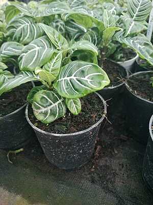 Anthurium Villenaorum