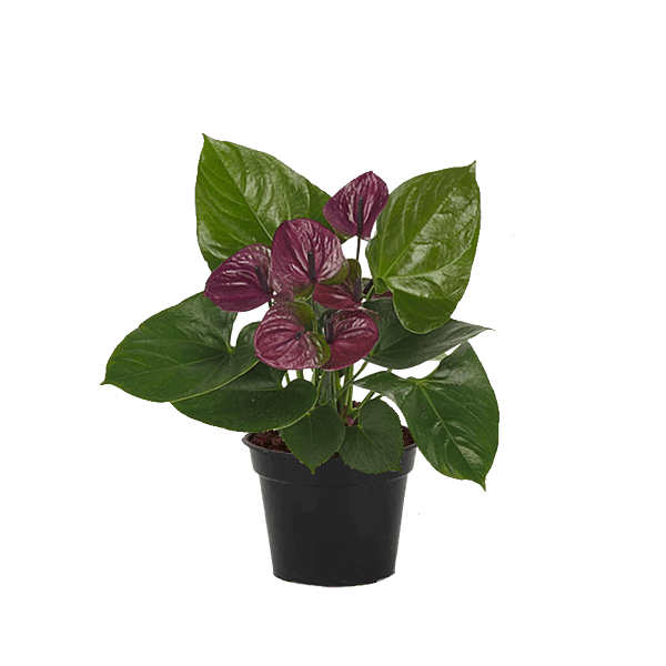 Anthurium Violet
