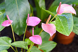 Anthurium Xavia Pink