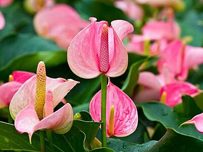 Anthurium Xavia Pink