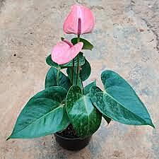Anthurium Xavia Pink