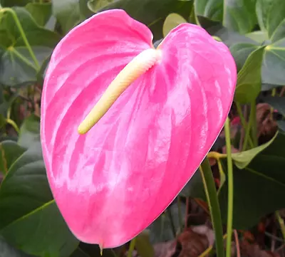 Anthurium Xavia Pink