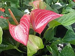 Anthurium Xavia Pink