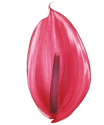 Anthurium Xavia Pink