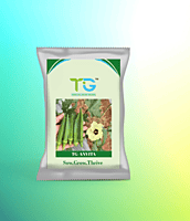 Hybrid Okra TG-Anvita