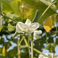 Organic Kanupu chikkudu Seeds 6 to 8 | Heirloom short beans