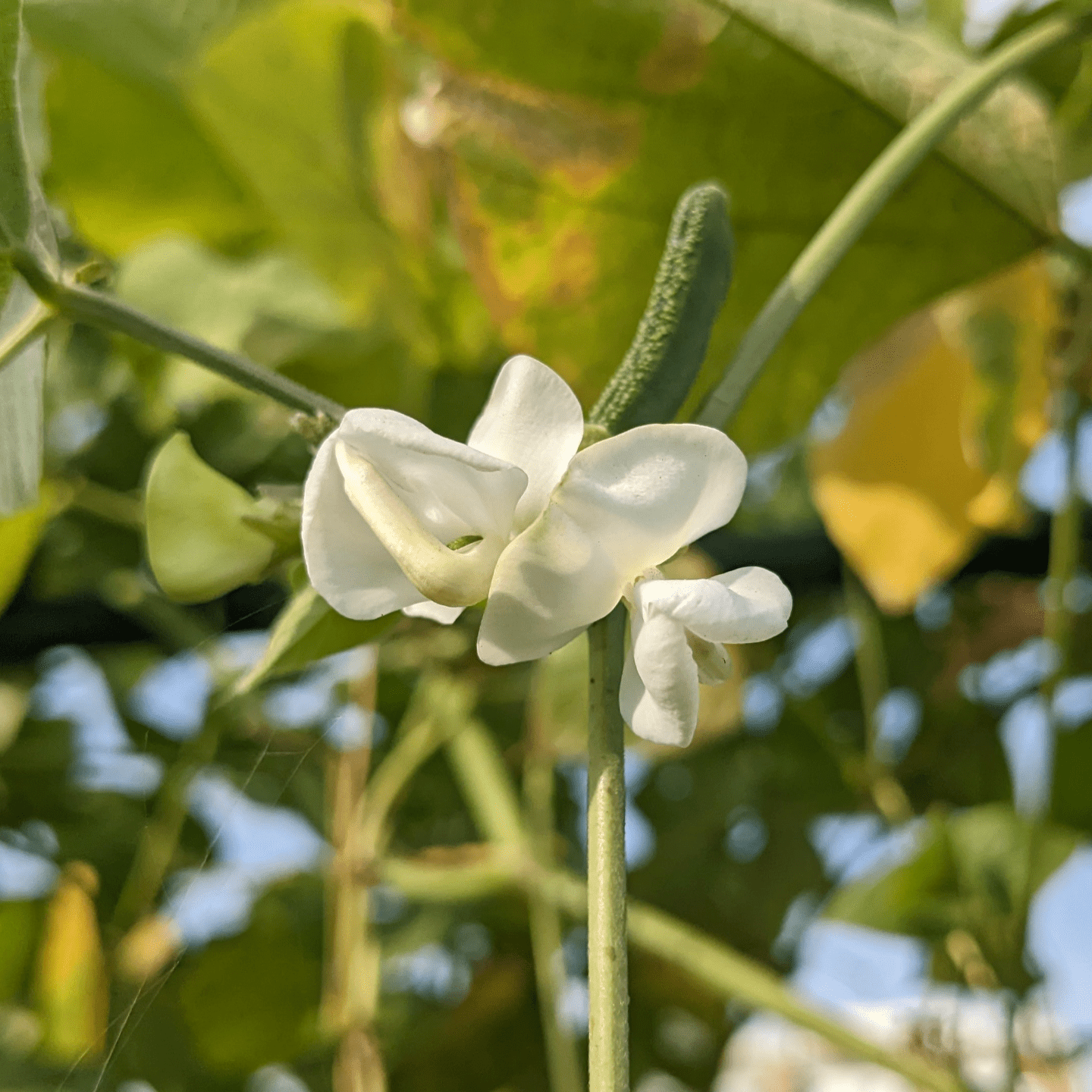 Organic Kanupu chikkudu Seeds 6 to 8 | Heirloom short beans