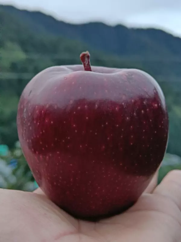 Fresh Apple Premium Gold