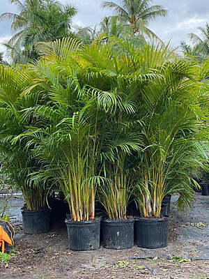 Areca Palms