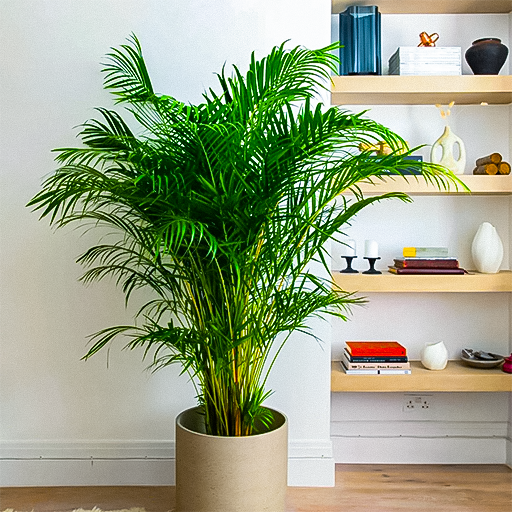 Areca Palm Plant