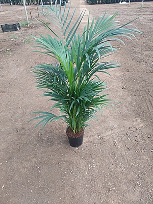 Areca Palms