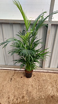 Areca Palms