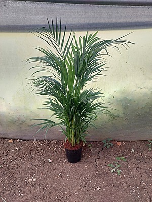 Areca Palms