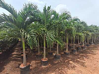 Areca Palms