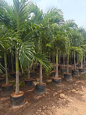Areca Palms