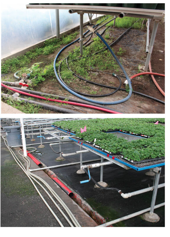 Greenhouse Pest & Pathogen Decontamination Treatment