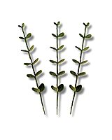 Eucalyptus Stem Large Dark Green