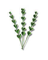 Eucalyptus Stem Large Light Green