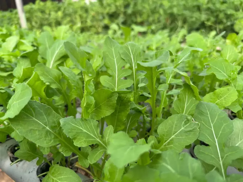 Wild Roquette 250gms - IDRO Fresh