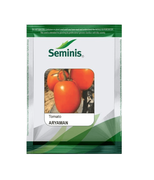 Tomato Hybrid Aryaman