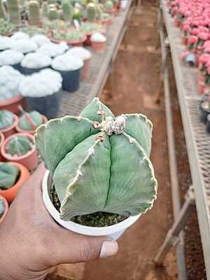 Astrophytum Myriostigma Astrophytum Myriostigma