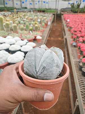 Astrophytum Myriostigma Astrophytum Myriostigma