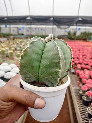 Astrophytum Myriostigma Astrophytum Myriostigma