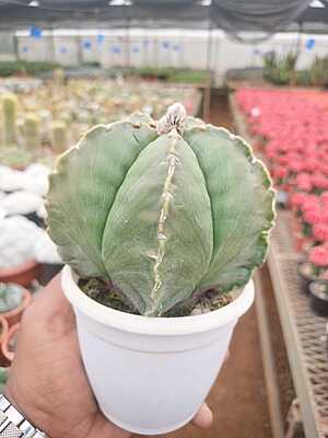 Astrophytum Myriostigma Astrophytum Myriostigma