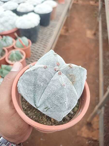 Astrophytum Myriostigma Astrophytum Myriostigma