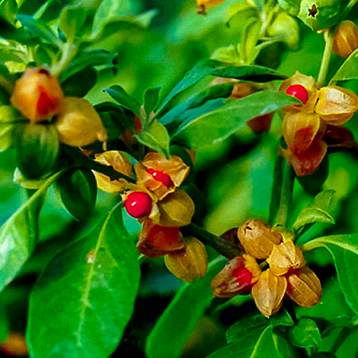 Ashwagandha Seeds