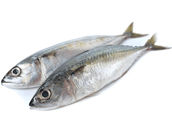 Ayala(Mackerel)