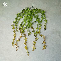 Eucalyptus Hanging