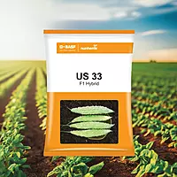 BASF Nunhems Bitter Gourd US 33 Seeds - 250 nos