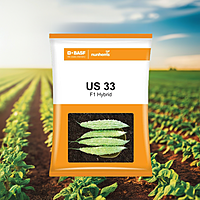BASF Nunhems Bitter Gourd US 33 Seeds - 250 nos