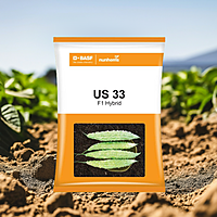 BASF Nunhems Bitter Gourd US 33 Seeds - 250 nos