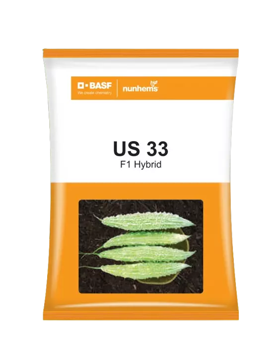 BASF Nunhems Bitter Gourd US 33 Seeds - 250 nos