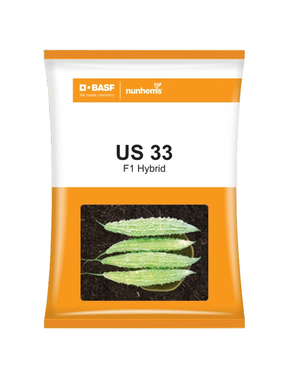 BASF Nunhems Bitter Gourd US 33 Seeds - 250 nos