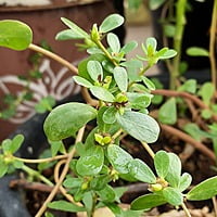 Purslane (Gangavalli ) గంగవల్లి ఆకు కూర 30 to 40 SEEDS