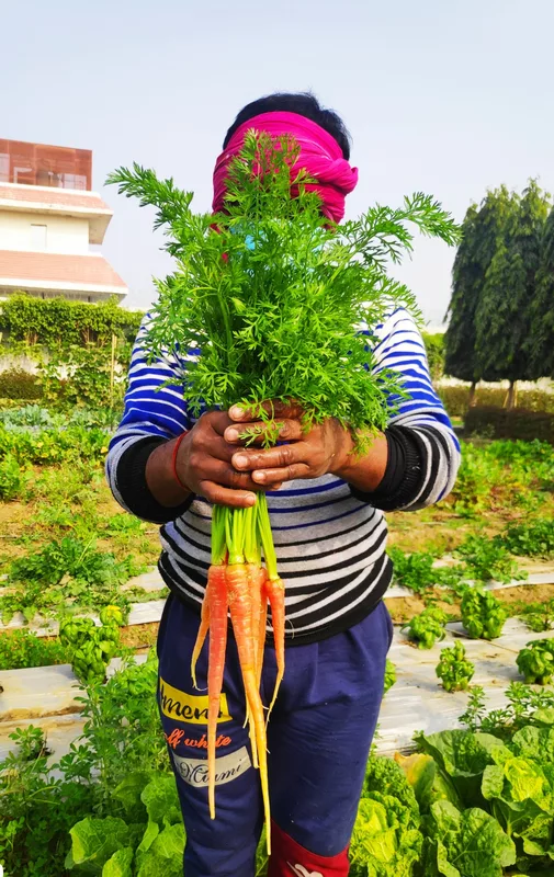 Carrots 500 Gms