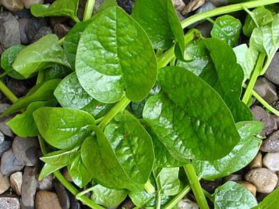 BACHALIKURA -100Gms (Malabar Spinach)
