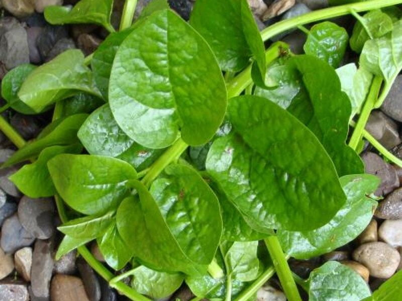 BACHALIKURA -100Gms (Malabar Spinach)