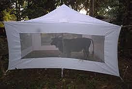 Cow or Cattle - Baited Tent CBT LI-MR-111