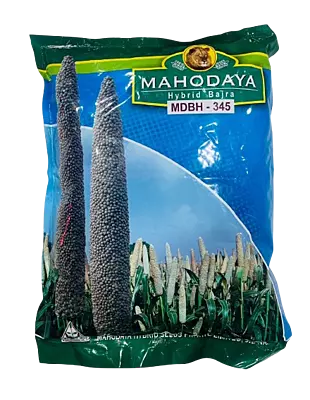 Hybrid Bajara MDBH-345 by Mahodaya Seeds