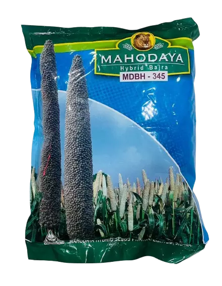 Hybrid Bajara MDBH-345 by Mahodaya Seeds