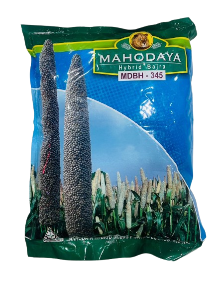 Hybrid Bajara MDBH-345 by Mahodaya Seeds