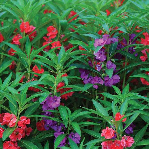 Balsam Tom Thumb Mixed 250 Seeds/PKT_T03607