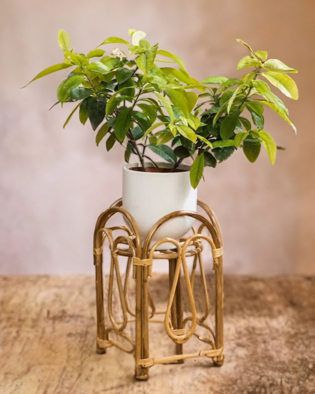 Handmade Cane Plant Stand for Indoor Plants