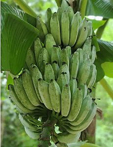 Ash Plantain (Cooking Banana)