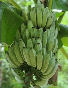 Ash Plantain (Cooking Banana)